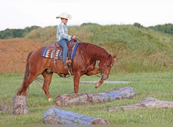 American Quarter Horse, Castrone, 4 Anni, 155 cm, Sauro ciliegia