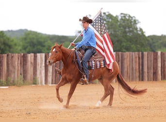 American Quarter Horse, Castrone, 4 Anni, 155 cm, Sauro ciliegia