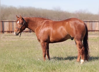 American Quarter Horse, Castrone, 4 Anni, 155 cm, Sauro ciliegia