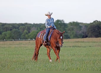 American Quarter Horse, Castrone, 4 Anni, 155 cm, Sauro ciliegia