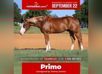 American Quarter Horse, Castrone, 4 Anni, 155 cm, Sauro ciliegia
