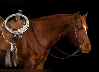 American Quarter Horse, Castrone, 4 Anni, 155 cm, Sauro scuro