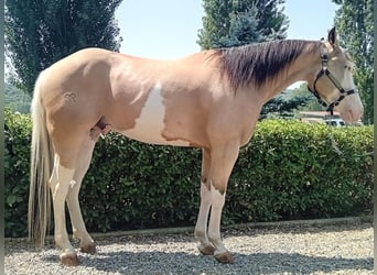 American Quarter Horse, Castrone, 4 Anni, 156 cm, Overo-tutti i colori