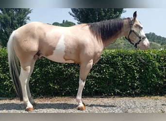 American Quarter Horse, Castrone, 4 Anni, 156 cm, Overo-tutti i colori