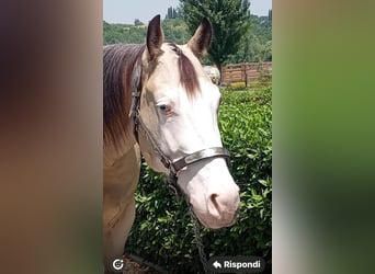 American Quarter Horse, Castrone, 4 Anni, 156 cm, Overo-tutti i colori
