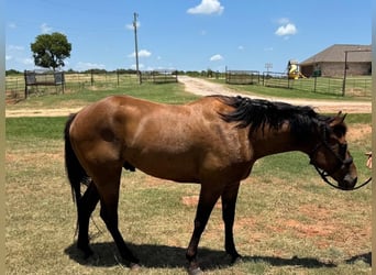 American Quarter Horse, Castrone, 4 Anni, 157 cm, Baio ciliegia