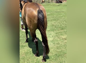 American Quarter Horse, Castrone, 4 Anni, 157 cm, Baio ciliegia
