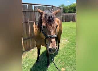 American Quarter Horse, Castrone, 4 Anni, 157 cm, Baio ciliegia
