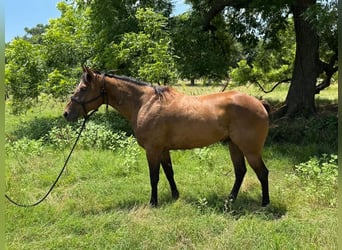American Quarter Horse, Castrone, 4 Anni, 157 cm, Baio ciliegia