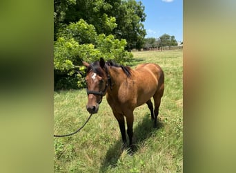 American Quarter Horse, Castrone, 4 Anni, 157 cm, Baio ciliegia