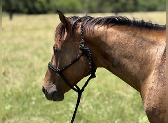 American Quarter Horse, Castrone, 4 Anni, 157 cm, Baio ciliegia