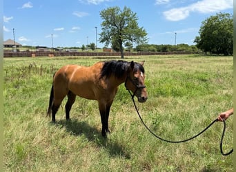 American Quarter Horse, Castrone, 4 Anni, 157 cm, Baio ciliegia