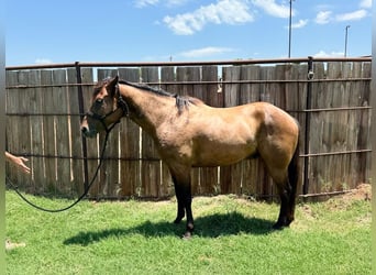American Quarter Horse, Castrone, 4 Anni, 157 cm, Baio ciliegia