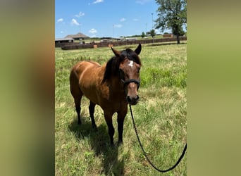 American Quarter Horse, Castrone, 4 Anni, 157 cm, Baio ciliegia