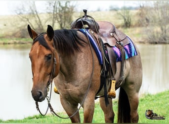 American Quarter Horse, Castrone, 4 Anni, 157 cm, Baio roano