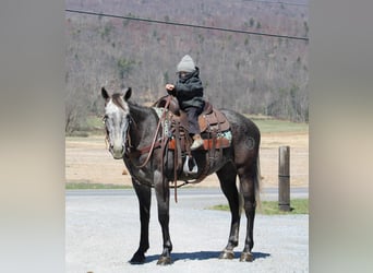 American Quarter Horse, Castrone, 4 Anni, 157 cm, Grigio
