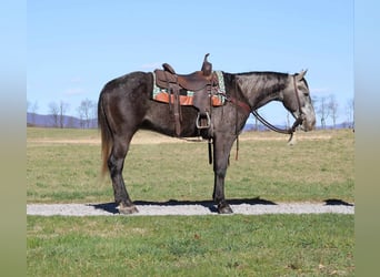 American Quarter Horse, Castrone, 4 Anni, 157 cm, Grigio
