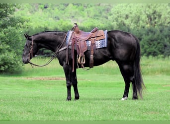 American Quarter Horse, Castrone, 4 Anni, 157 cm, Morello