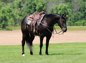 American Quarter Horse, Castrone, 4 Anni, 157 cm, Morello