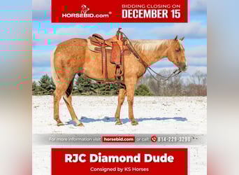 American Quarter Horse, Castrone, 4 Anni, 157 cm, Palomino