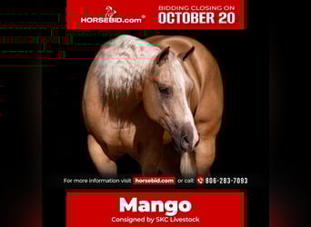 American Quarter Horse, Castrone, 4 Anni, 157 cm, Palomino