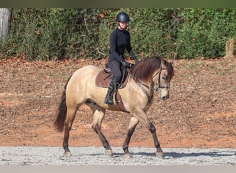 American Quarter Horse, Castrone, 4 Anni, 157 cm, Pelle di daino