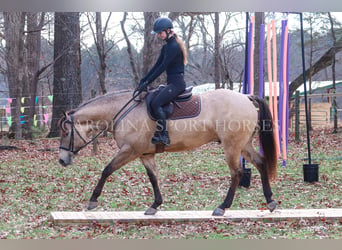 American Quarter Horse, Castrone, 4 Anni, 157 cm, Pelle di daino