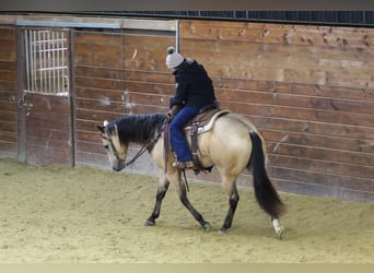 American Quarter Horse, Castrone, 4 Anni, 157 cm, Pelle di daino