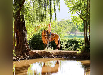 American Quarter Horse, Castrone, 4 Anni, 157 cm, Pelle di daino