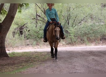 American Quarter Horse, Castrone, 4 Anni, 157 cm, Pelle di daino