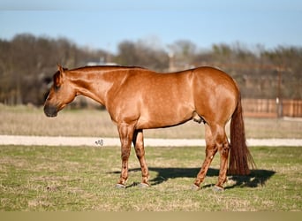 American Quarter Horse, Castrone, 4 Anni, 157 cm, Red dun