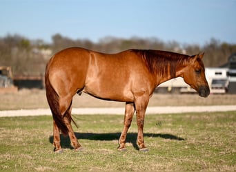 American Quarter Horse, Castrone, 4 Anni, 157 cm, Red dun