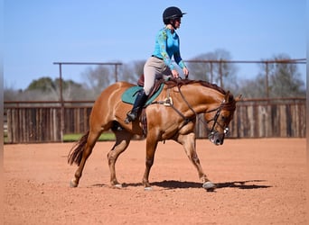 American Quarter Horse, Castrone, 4 Anni, 157 cm, Red dun