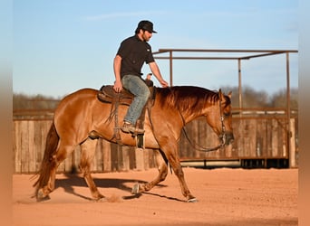 American Quarter Horse, Castrone, 4 Anni, 157 cm, Red dun