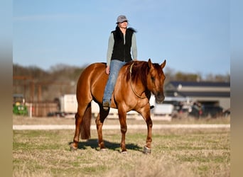 American Quarter Horse, Castrone, 4 Anni, 157 cm, Red dun