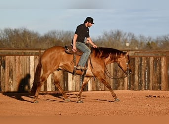 American Quarter Horse, Castrone, 4 Anni, 157 cm, Red dun