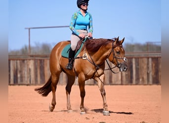 American Quarter Horse, Castrone, 4 Anni, 157 cm, Red dun