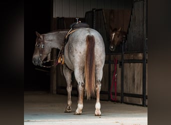 American Quarter Horse, Castrone, 4 Anni, 157 cm, Roano rosso