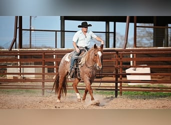 American Quarter Horse, Castrone, 4 Anni, 157 cm, Roano rosso