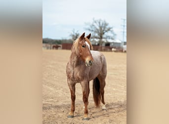 American Quarter Horse, Castrone, 4 Anni, 157 cm, Roano rosso