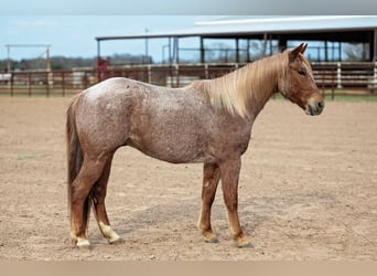 American Quarter Horse, Castrone, 4 Anni, 157 cm, Roano rosso