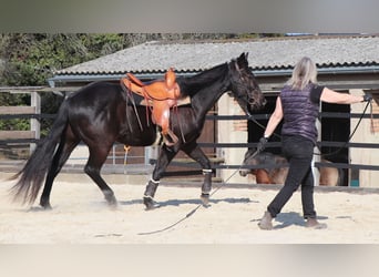 American Quarter Horse, Castrone, 4 Anni, 158 cm, Morello