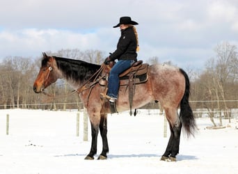 American Quarter Horse, Castrone, 4 Anni, 160 cm, Baio roano