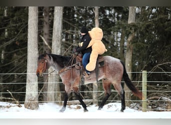 American Quarter Horse, Castrone, 4 Anni, 160 cm, Baio roano