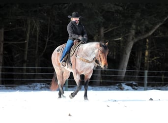 American Quarter Horse, Castrone, 4 Anni, 160 cm, Baio roano