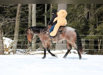 American Quarter Horse, Castrone, 4 Anni, 160 cm, Baio roano