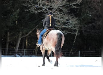 American Quarter Horse, Castrone, 4 Anni, 160 cm, Baio roano