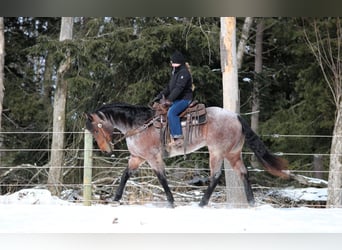 American Quarter Horse, Castrone, 4 Anni, 160 cm, Baio roano