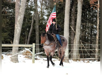 American Quarter Horse, Castrone, 4 Anni, 160 cm, Baio roano