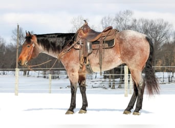 American Quarter Horse, Castrone, 4 Anni, 160 cm, Baio roano